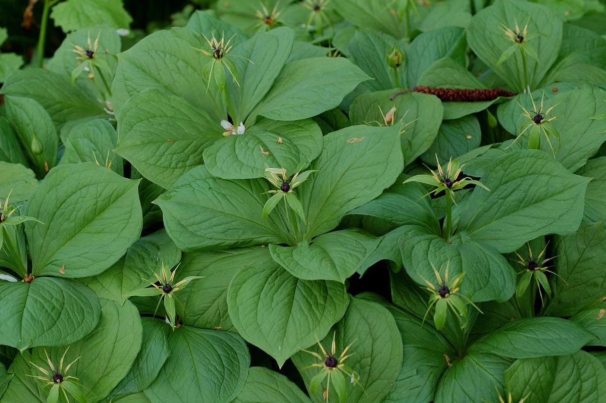 Paris Quadrifolia Herb Paris paris-quadrifolia-herb-paris
